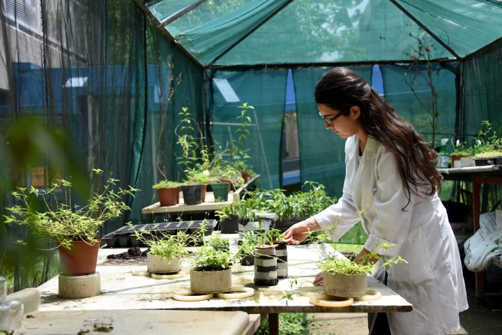 Investigadora en vivero