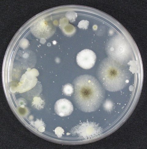 petri dish con hongos