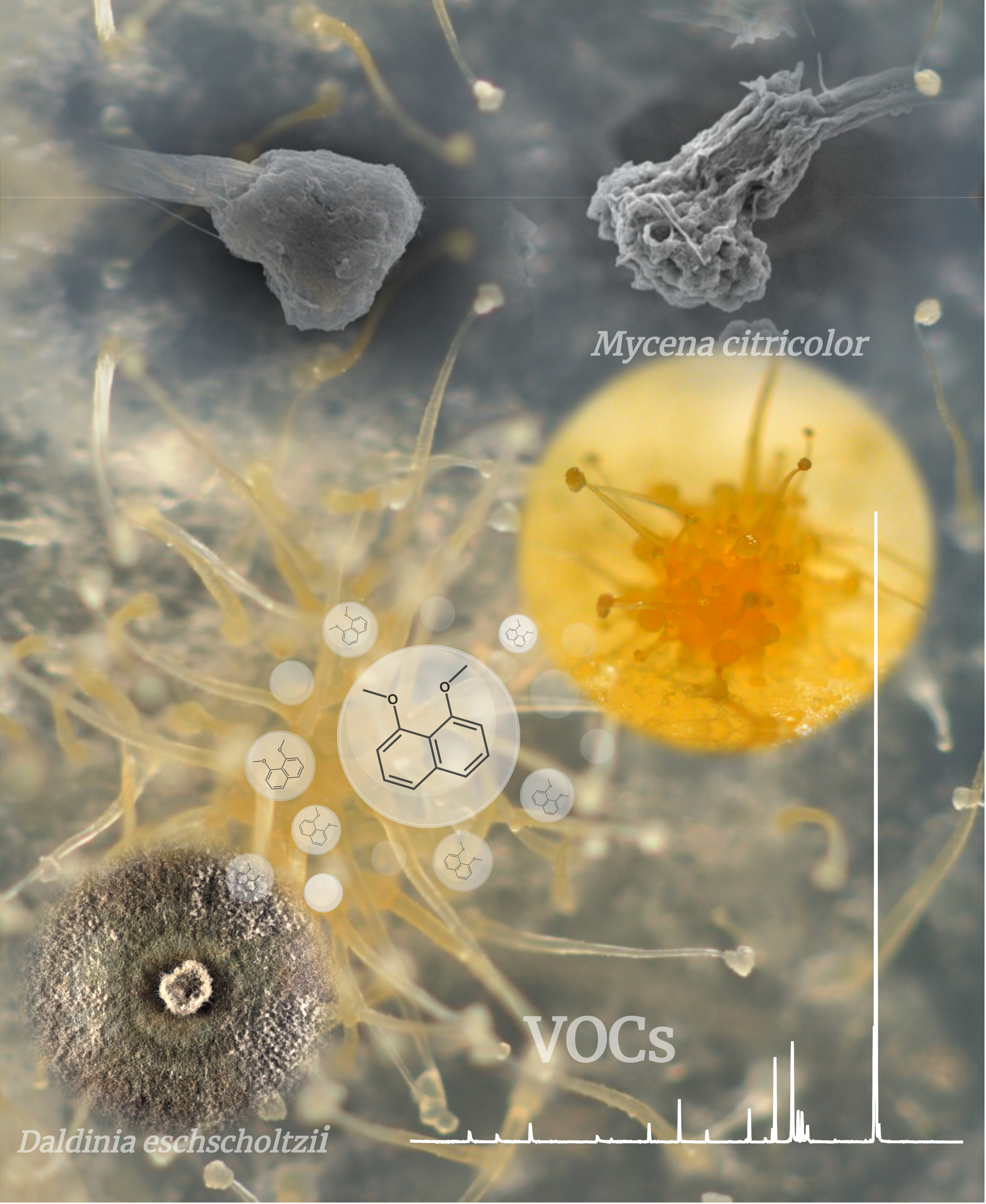 interaccion Mycena-daldinia